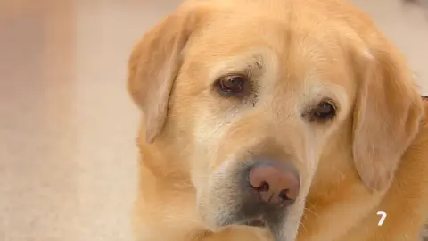 Imagen de archivo de un perro (foto: La 7)