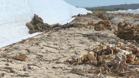 La escasez de lluvia y el 'hachazo' al Tajo-Segura podr&iacute;an provocar da&ntilde;os dif&iacute;ciles de reparar, seg&uacute;n las instituciones p&uacute;blicas del Levante espa&ntilde;ol (foto: La 7)