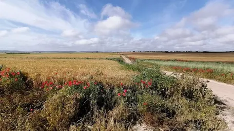 Campo de cereal con ribazos de plantas silvestres (Foto: SEO/Birdlife)