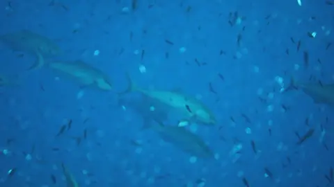 Algunas de las especies que se pueden ver en la costa de la Regi&oacute;n (foto: La 7)