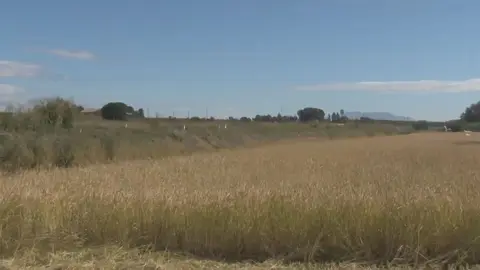 Secano en el municipio de Calasparra (foto: La 7)