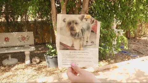 El misterioso viaje de Lusy, la perrita de El Esparragal que volvi&oacute; a casa tras 14 meses perdida