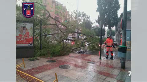 &Aacute;rbol ca&iacute;do en Murcia por la tormenta
