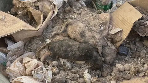 Los cachorros abandonados en La Uni&oacute;n (foto: La 7)