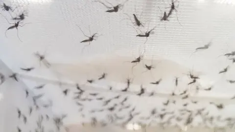 El calor prematuro adelanta la 'temporada de insectos'