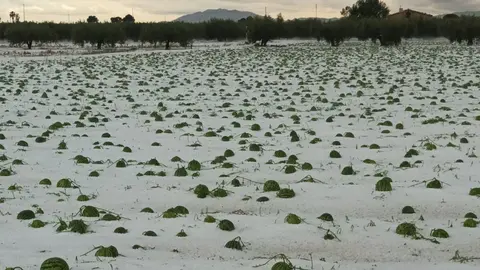 P&eacute;rdidas millonarias en campos de la Regi&oacute;n