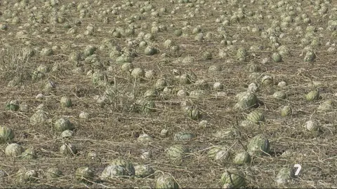 Sigue la evaluaci&oacute;n de da&ntilde;os tras el pedrisco: cada vez m&aacute;s fincas en 'siniestro total'