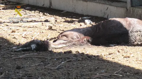 Im&aacute;genes de la Guardia Civil en la 'finca de los Horrores' de  la pedan&iacute;a murciana de Zarandona (foto: La 7)