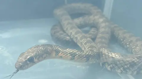 Imagen de la culebra de herradura rescatada