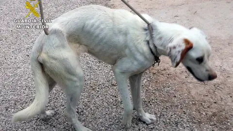Imagen del perro objeto de la investigaci&oacute;n (foto: Guardia Civil)