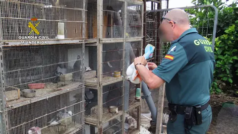 La Guardia Civil recupera 14 palomos deportivos valorados en m&aacute;s de 7.000 euros.
