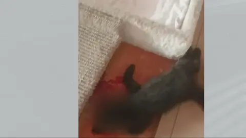 Atroz imagen del gato tras ser asesinado por unos adolescentes de Ceut&iacute; (foto: La 7)