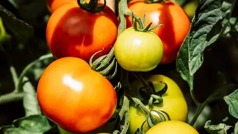 Tomates de la Regi&oacute;n de Murcia