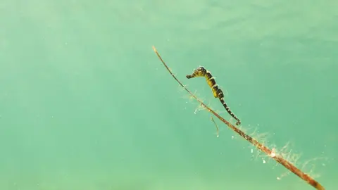 Vuelven los caballitos de mar al Mar Menor