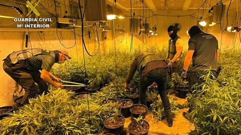 Imagen de uno de los cultivos de droga incautados