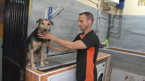 Hotel para perros situado en la ciudad de Murcia (foto: La 7)