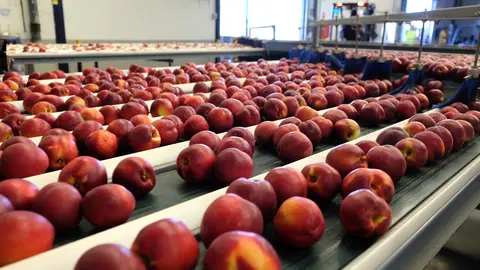 Frutas en la cinta de una f&aacute;brica (foto: FECOAM)