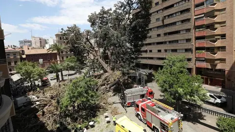 Ca&iacute;da del ficus de Santo Domingo en 2017
