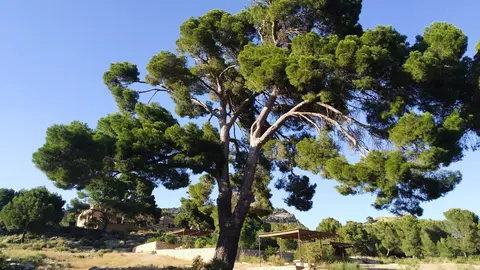 Un pino, catalogado como &aacute;rbol singular, situado en el Monte Arab&iacute;.