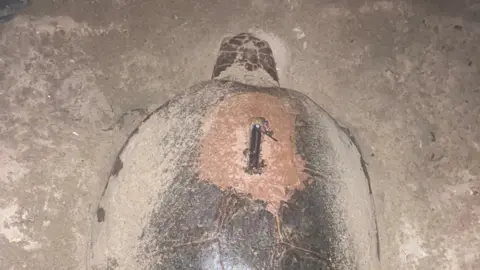 bobaLa tortuga boba identificada por 'Borgia' logr&oacute; anidar con &eacute;xito en Isla Plana - GOBIERNO REGIONAL