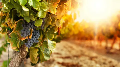 El cambio clim&aacute;tico adelanta la maduraci&oacute;n de la uva