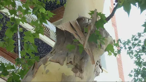 Arbol pelado en Alfonso X, en Murcia