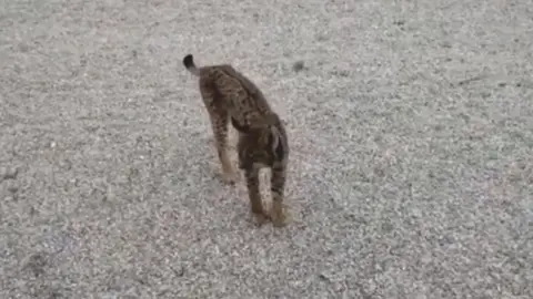 El lince ib&eacute;rico 'Tejo' (foto: La 7)