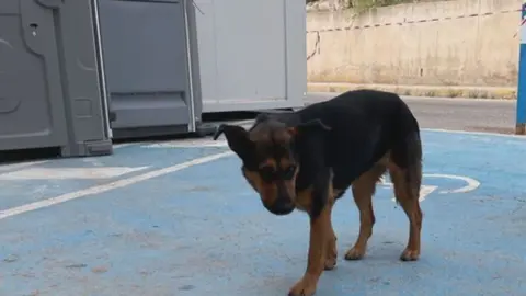 Perrita del Hospital Rafael M&eacute;ndez de Lorca (foto: La 7)