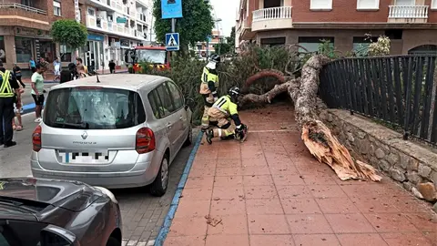 Caida arbol La Ribera