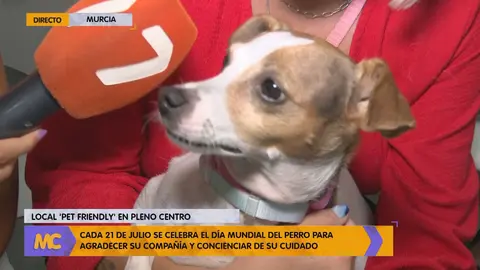 Un perrito desde el local 'Pet Friendly' de Murcia junto a un micr&oacute;fono de La 7 (foto: La 7)