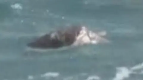 Una tortuga boba ha sido encontrada sin vida en la Playa del Gal&uacute;a de La Manga (foto: La 7)