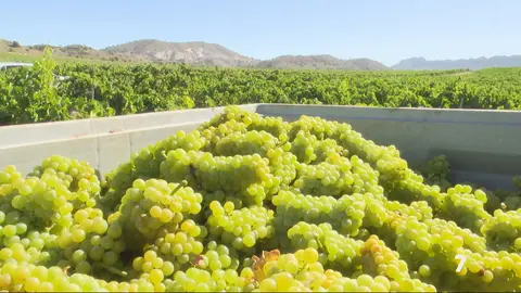 Vendimia en la Regi&oacute;n de Murcia (foto: La 7)
