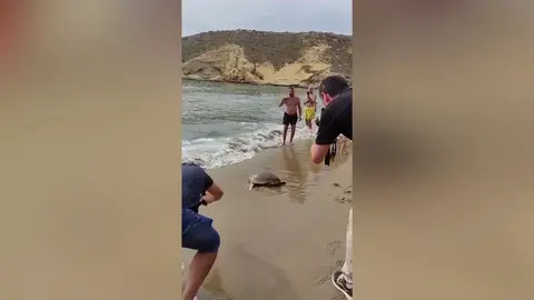 La tortuga boba encontrada en malas condiciones en Cabo de Palos ha sido soltada en la playa aguile&ntilde;a de la Carolina (foto: La 7)