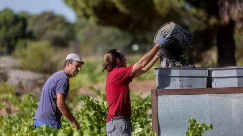 Dos trabajadores recogen uvas en el campo (foto: Europa Press)