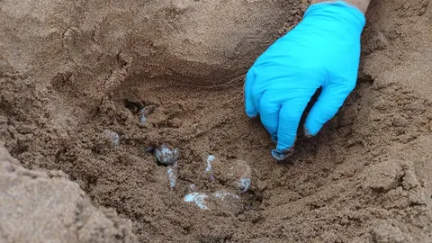 Huevos de tortuga boba hallados en la playa Negrete y el bi&oacute;logo del Centro El Valle realiza la traslocaci&oacute;n de los huevos de la tortuga boba a la playa de Calblanque (foto: CARM)