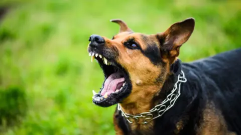 Imagen de archivo de un perro.
