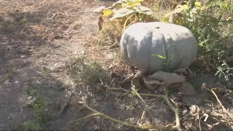 Calabaza gigante en Caravaca