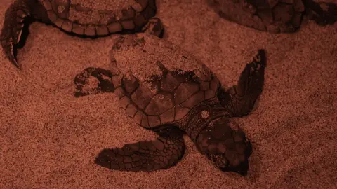 Tortugas reci&eacute;n nacidas en el Parque Regional de Calblanque antes de ser trasladadas al Centro de Recuperaci&oacute;n de Fauna Silvestre de El Valle (foto: CARM)