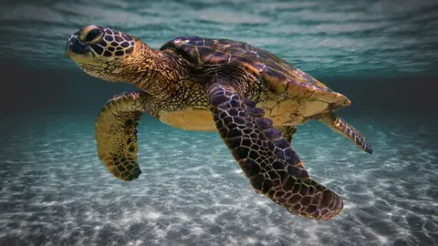 Tortuga boba
