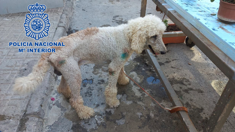 Snoopy, el peque&ntilde;o caniche que viaj&oacute; desde la Regi&oacute;n hasta El Ejido (foto: PN)