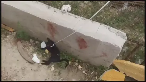 Un gato es apaleado y ahorcado en Las Torres de Cotillas (foto: La 7)