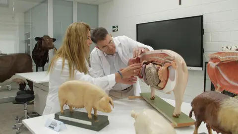 La UCAM comenzar&aacute; las clases de Veterinaria la pr&oacute;xima semana