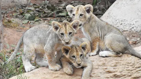 Los tres cachorros de le&oacute;n africano nacidos en Terra Natura (foto: Terra Natura)