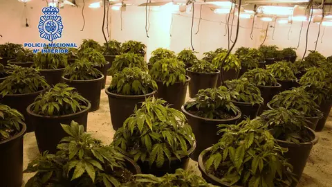 Imagen de archivo de varias plantas de marihuana (foto: Polic&iacute;a Nacional)