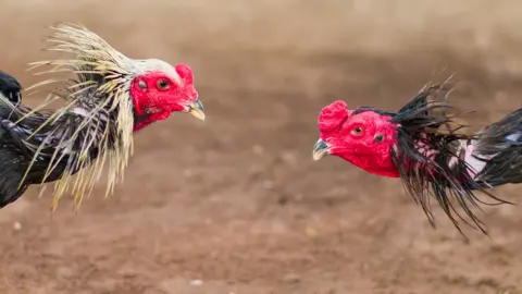 Gallos (Canva)