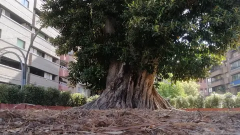 Ficus de Santo Domingo (Archivo)