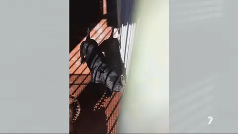 Uno de los perros que atacaron a la mujer de 86 a&ntilde;os y que ha fallecido (foto: La 7)