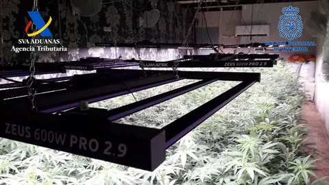 "Desmantelado un cultivo de marihuana oculto en una discoteca abandonada en un Pol&iacute;gono Industrial de Murcia" (foto: Polic&iacute;a Nacional)