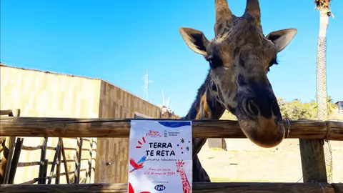 Una jirafa del parque junta a uno de los carteles de la iniciativa 'Terra te reta' (foto: Terra Natura Murcia)