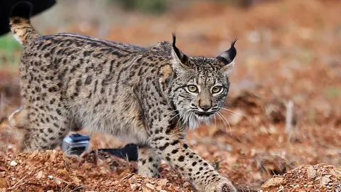 Lince Ib&eacute;rico